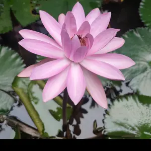 hạt giông chuẩn nông nghiệp f1