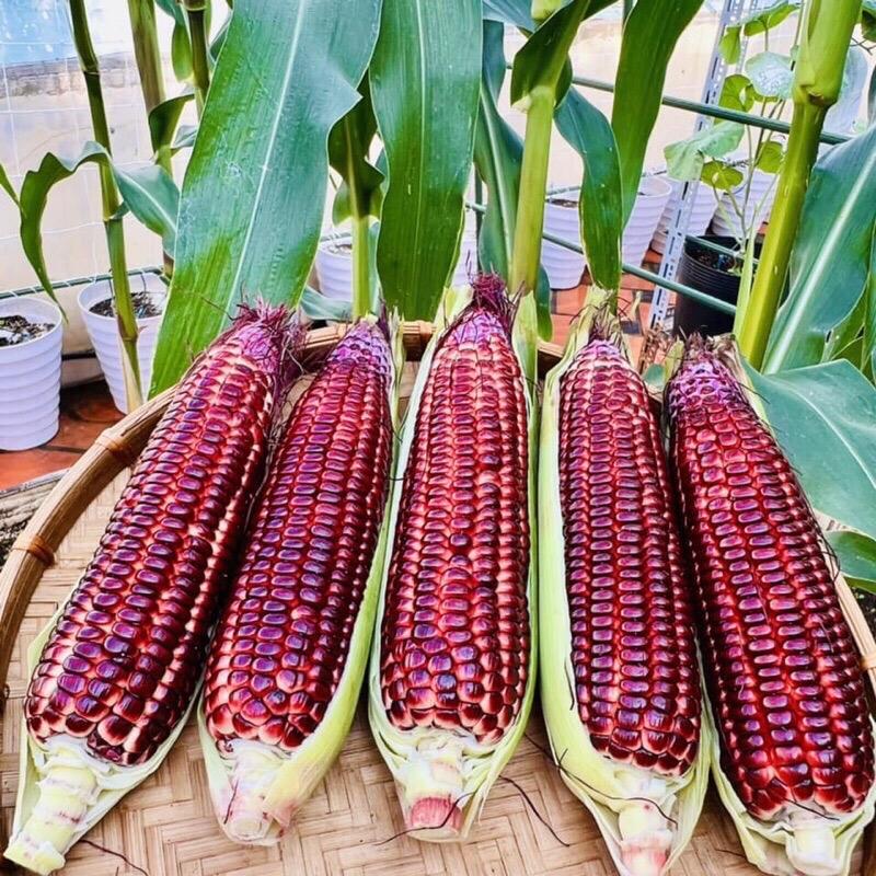 Hạt Giống Bắp Nữ Hoàng Đỏ Nova (Gói 50 hạt) Trái to, ngọt, trồng quanh năm 7