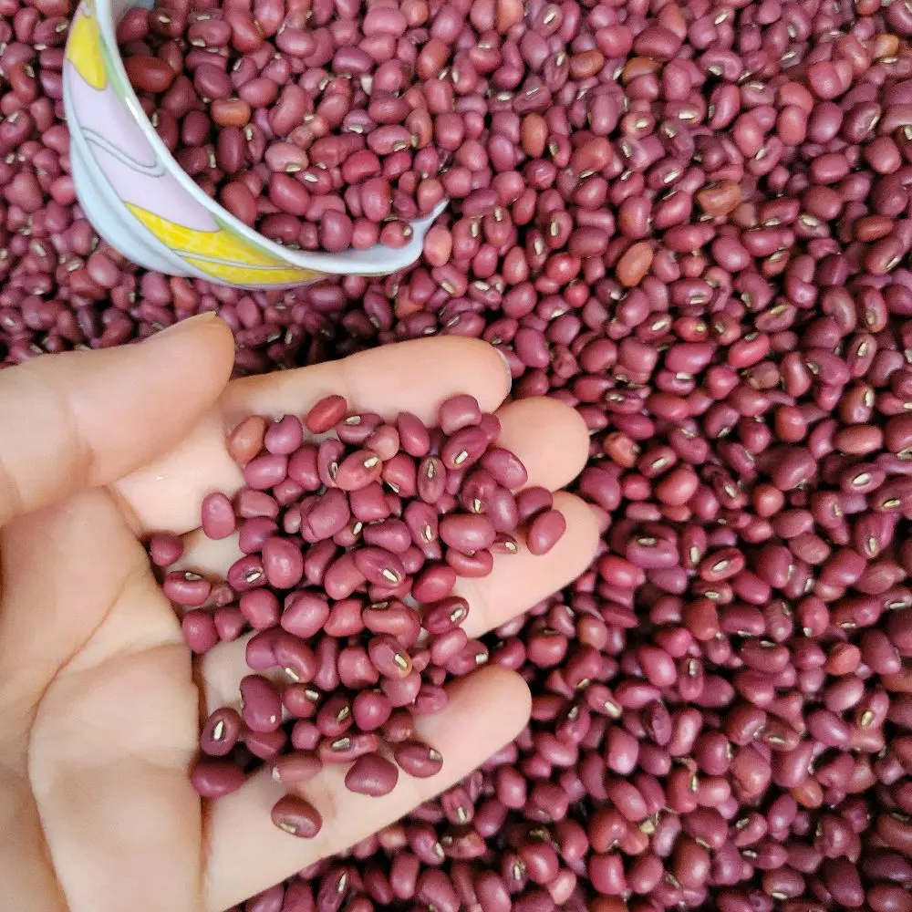 Đậu đỏ nhà trồng túi hút chân không 500g và 1 ký bảo quản lâu