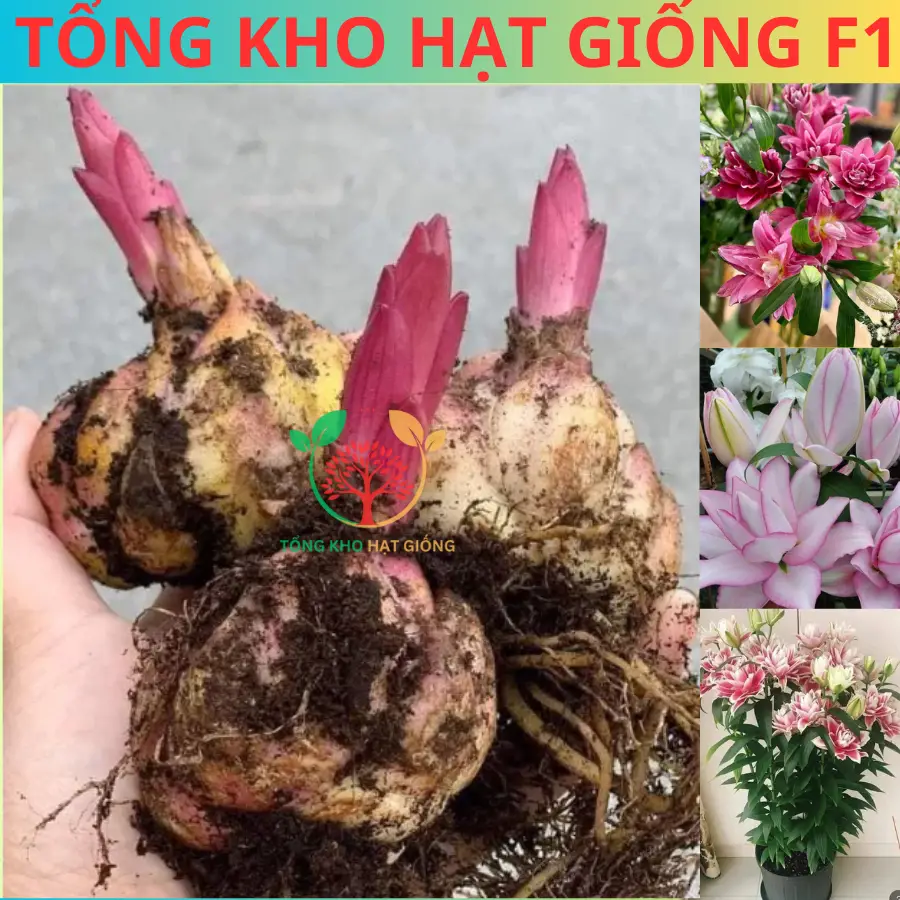 [CỦ TO + HOA ĐẸP] Củ hoa ly kép, củ ly cao, ly lùn đủ màu sắc