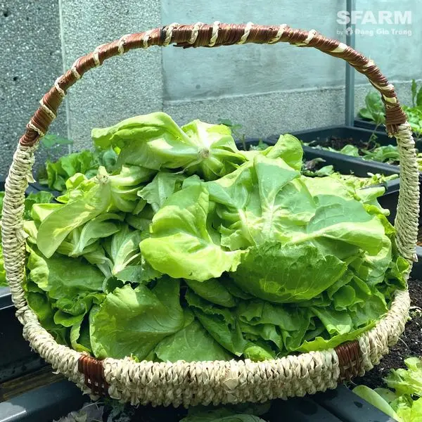 (Bịch chiết 2Kg) Đất Sạch Trồng Cây Đa Dụng Sfarm, Đất Trồng Rau – Củ - Quả, Cây Ăn Trái, Hoa Kiểng 8