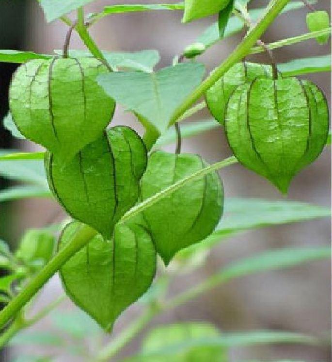 Hạt Giống Cây Tầm Bóp - 0.2gramgói