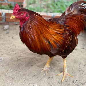 Trại Gà Tuấn Bến Tre