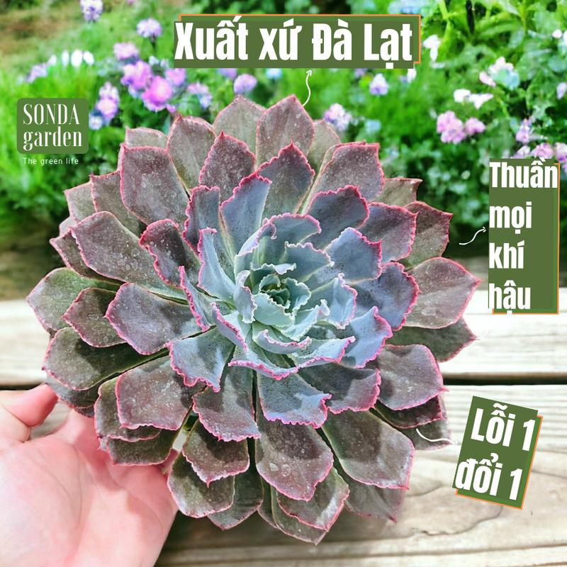 Sen đá bắp cải aurora purple SONDA garden size đại 20cm, cây sen đá, sen đá đẹp trang trí nhà cửa