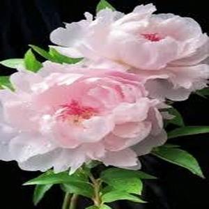100 piezas Peonía Fenmian Cara Rosada Planta Perenne Flor Ornamental Ideal para Jardín y Hogar
