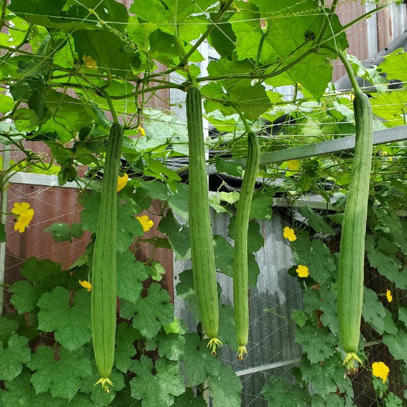 Hạt giống Mướp hương xanh trái dài RD 32 - Gói 20 hạt