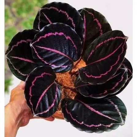 tanaman hias calathea black lipstick 3-4 daun ekonomis tanaman indor aotdoor