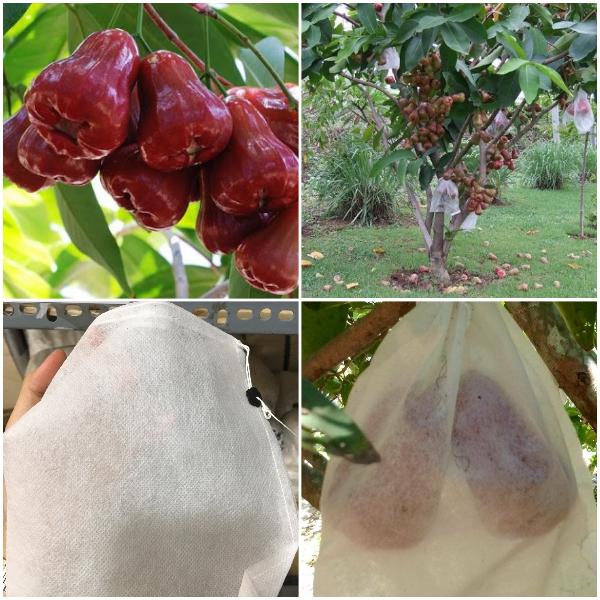 100 Cái Túi Vải 25*30cm Bao Trái Mận Bưởi Xoài Nho Dưa Lưới ...Túi Bao Bọc Trái Cây tui boc trai cay