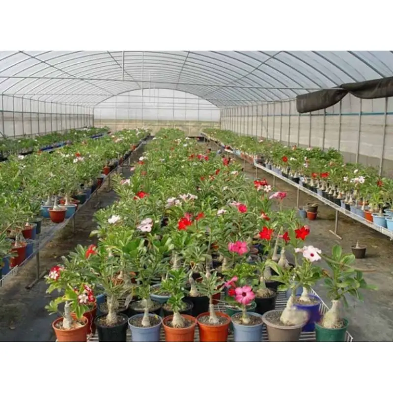 ( BISA COD ) PROMO! Tanaman Bunga Adenium Kamboja Jepang Bunga Tumpuk Tanaman Hias Adenium Kemboja Jepang Bunga Hias Cambodja Jepang Pohon Adenium Bunga Kambodja Jepang Media Plastik Pot  Jam Meja 4