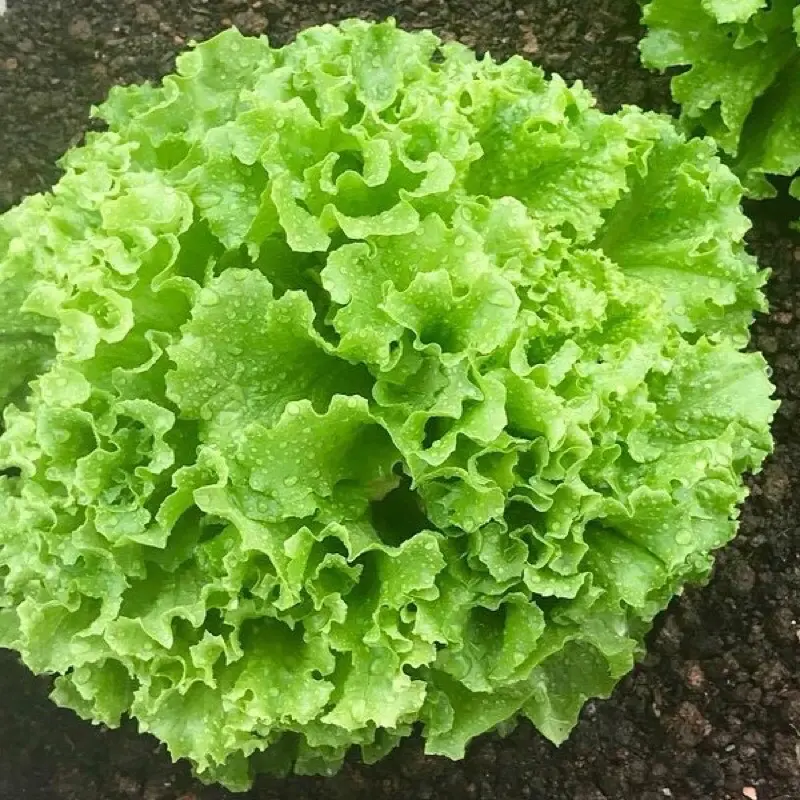 Hạt Giống Rau Cải Xà Lách Xoăn RD 708 (Gói 5gram) Chịu mưa tốt, dễ chăm sóc, cây to 1