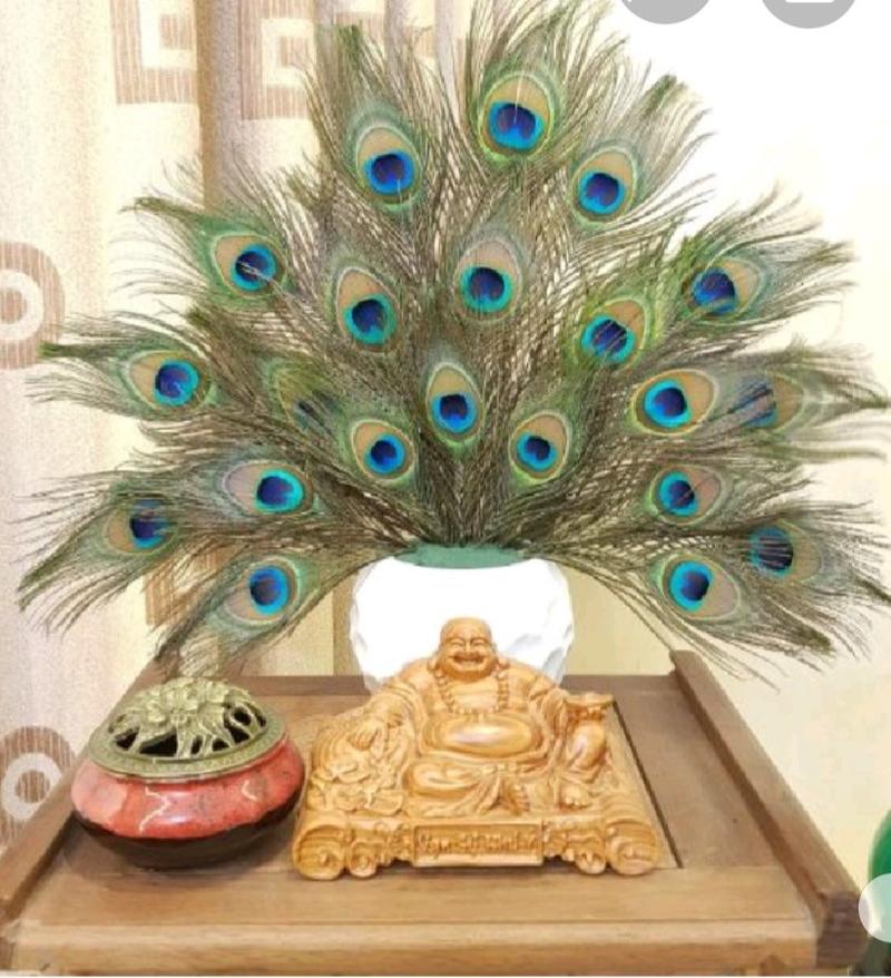Product Introduction of Lông công phong thủy dài 20-30cm 2