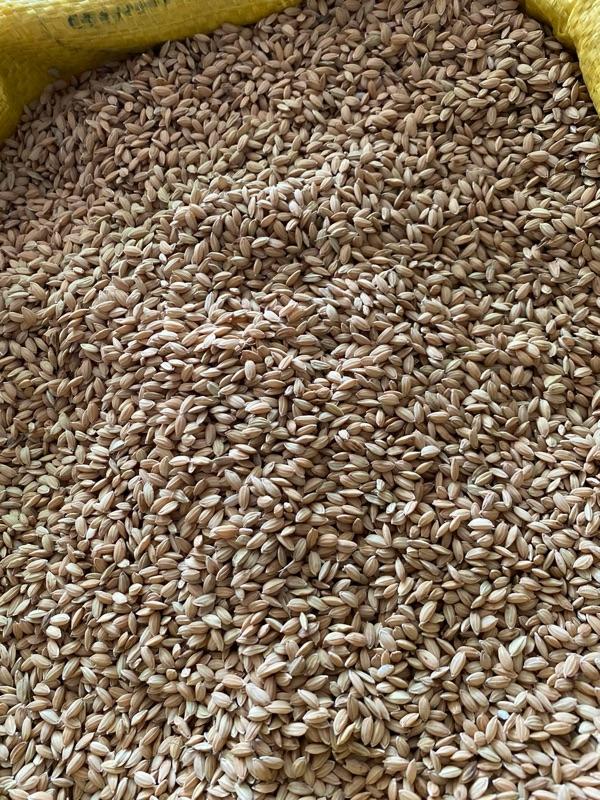 Product Introduction of [5kg] Lúa Tròn Nhật Gà, Không Râu, Khô, Đẹp cho Gà Chế Độ, Chim Cu Gáy Các Loại 3