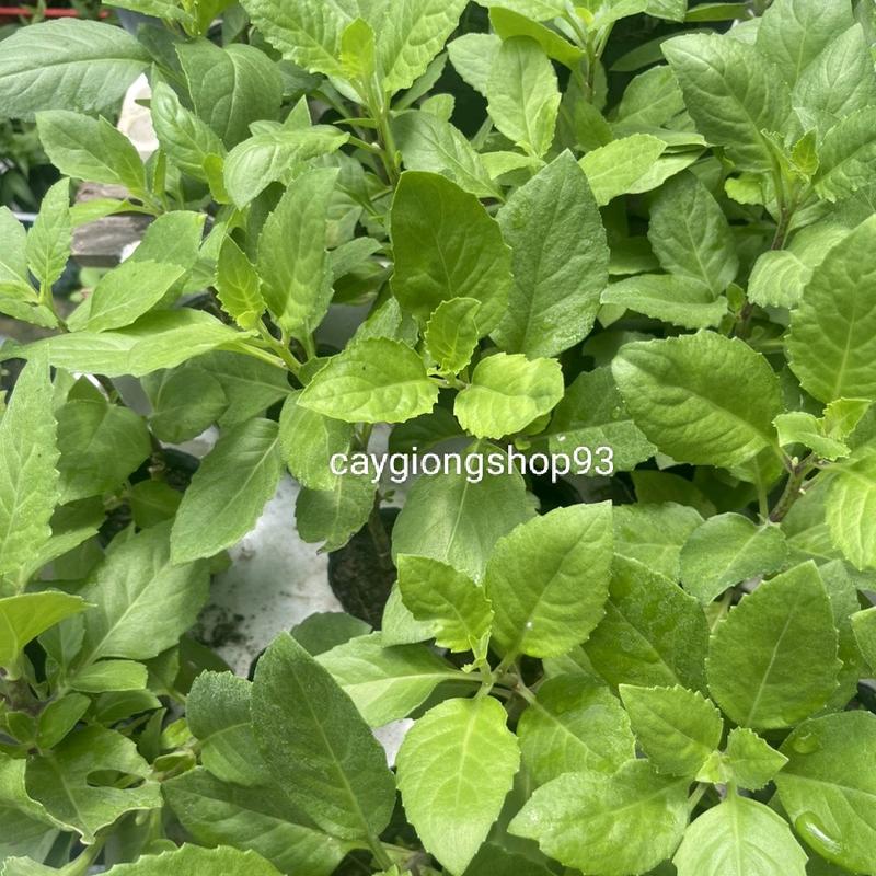 Combo 10 cây giống bầu đất 1