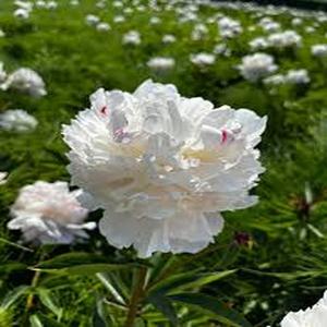 Decoración Floral Minimalista de Jardinera de Lujo Pétalos Blancos Translúcidos con Textura Húmeda de Hielo 100 piezas Peonía Bingqing (Flor Blanca Pura y Ethereal) Ideal para Jardín Zen de Piedra y Decoración de Terraza Minimalista
