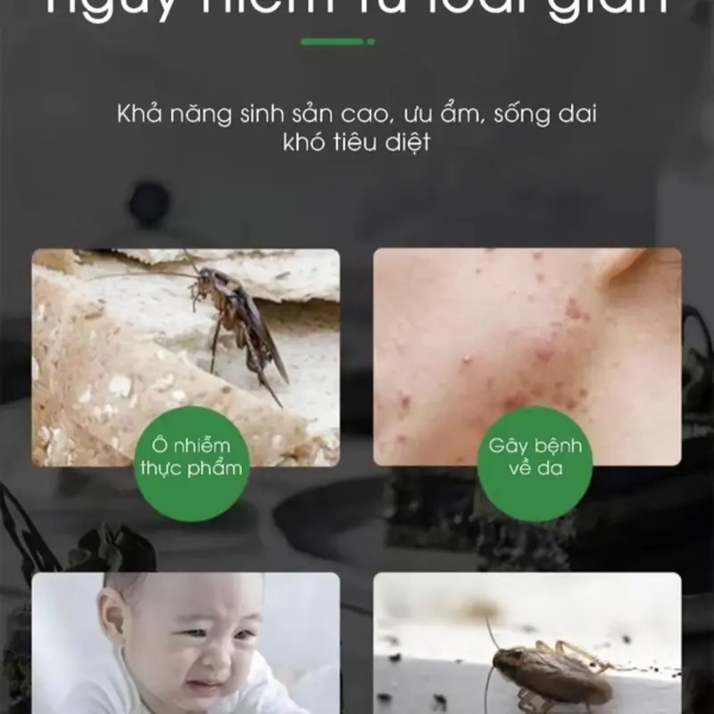 Viên gián sinh học AMB của viện hàn lâm khoa học việt nam,diệt tận gốc tất cả các loại gián an toàn và hiệu quả 2