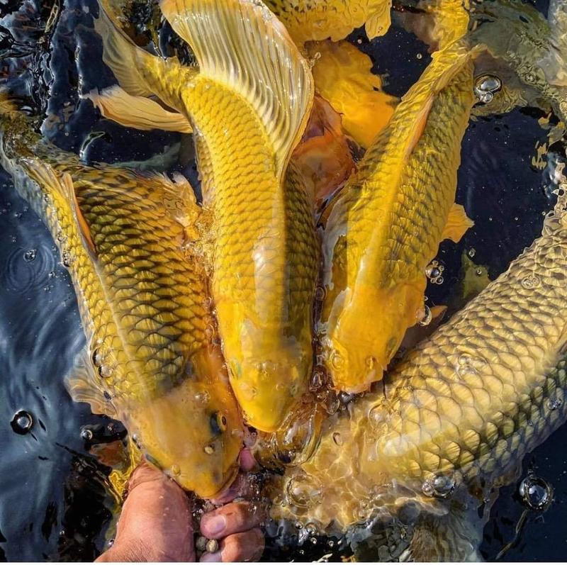 Thức ăn siêu đạm cho chép sư tử King Feed 45% đạm gói 1kg 2