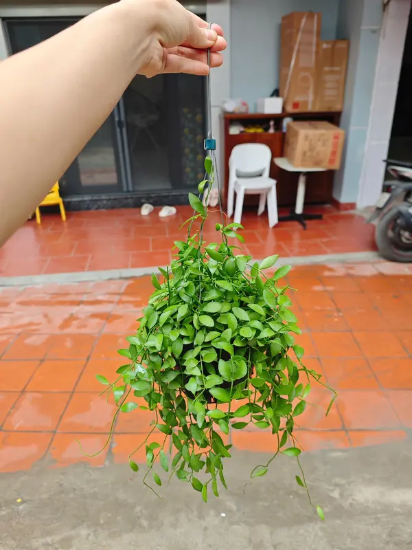 Tổng hợp các mẫu cây treo ban công, treo trang trí nhà cửa, phủ không gian xanh 5