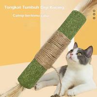 Gambar Vinnatsu NEW Mainan Kucing Catnip Stick Pembersih Gigi Natural Matatabi Ekstra Besar Catnip Stik Alami Suguhan - L dari Vinnatsu MALL2 Kab. Tangerang 5 Tokopedia