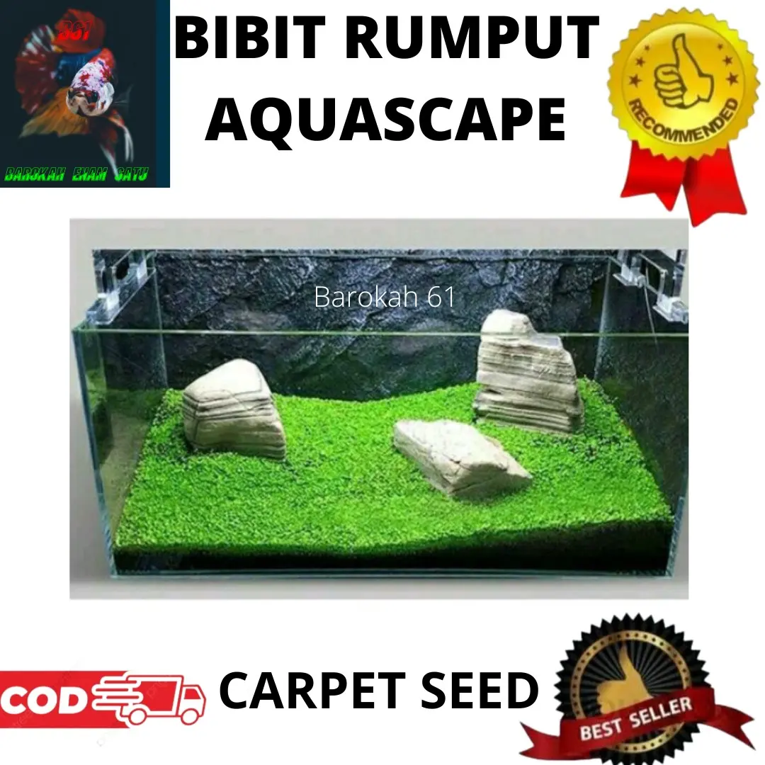 BIBIT BENIH TANAMAN CARPET SEED AQUASCAPE AQUARIUM