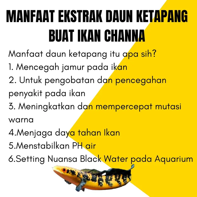 Ekstrak Daun Ketapang Pekat 1 liter botol buat Channa dan cupang 1