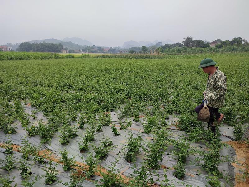 Trà cà gai leo Hợp Hòa- Kết Hợp (Cà gai leo + Xạ đen + Cỏ Ngọt) - Ocop 4 sao. Nước Trà Chè 4