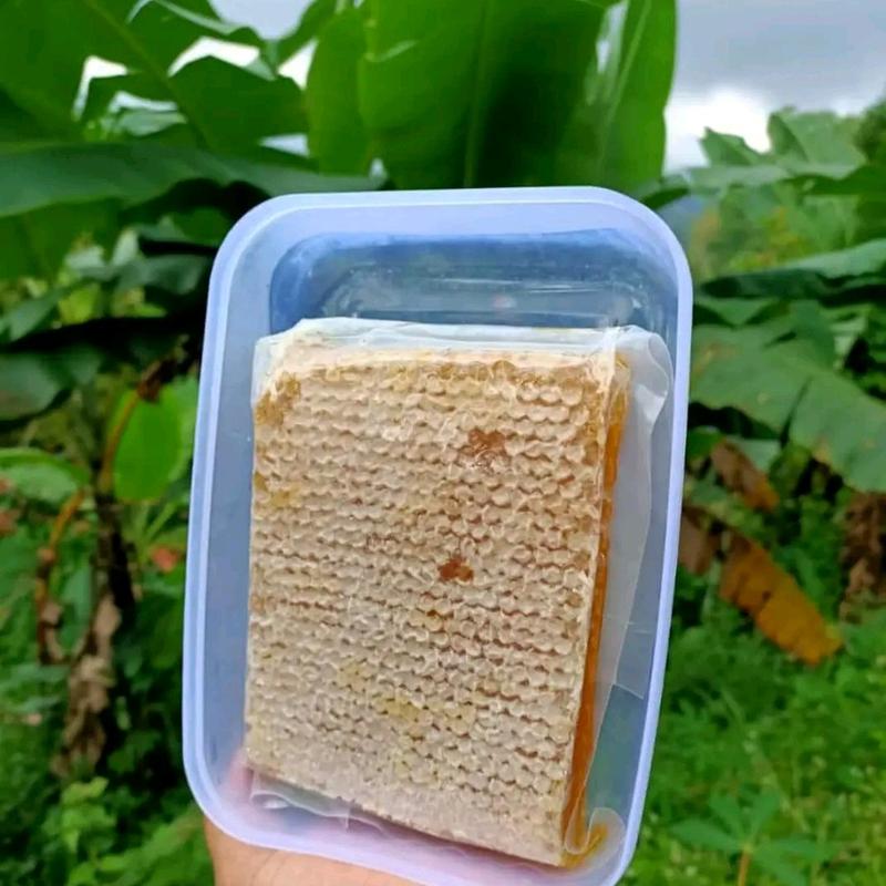 madu sarang asli lebah honeycomb 4