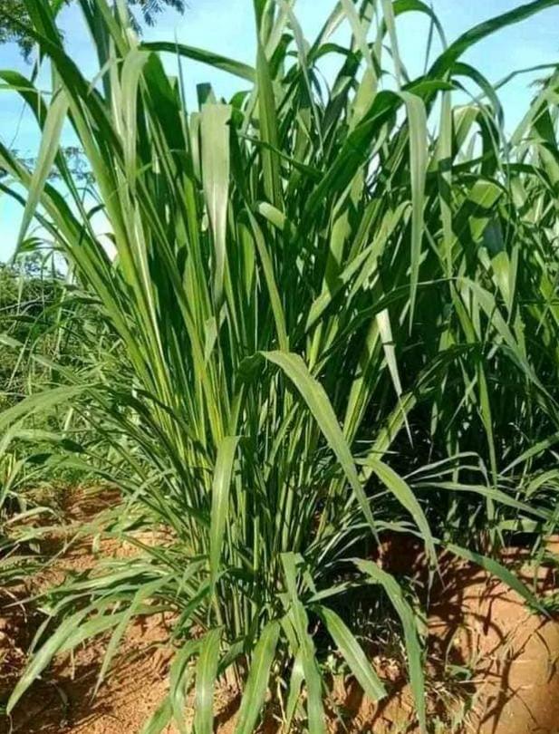 Benih Rumput Super Mombaca F1 200 Seed Kotaku Hijau