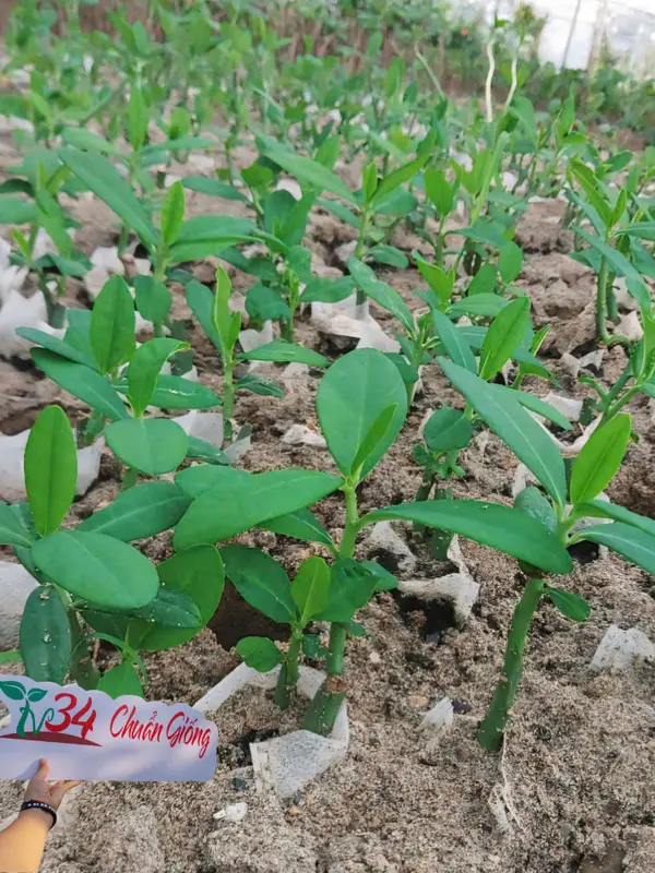 8 bầu cây CÂY THẠCH ANH (LÁ DẦY). Loại trưởng thành, trồng vườn, chậu, ban công, sân thượng, hữu cơ, dược tính cao, chuyên về U.N.G T.H. h.ọng và ức chế tế bào U.N.G T.H.U giống 7