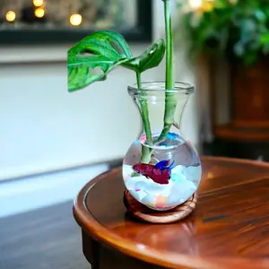 PAKET AQUARIUM CUPANG BULAT DMJ / AKUARIUM IKAN HIAS UNIK / HIASAN RAK DINDING MEJA KANTOR / DEKORASI RUMAH / AQUARIUM IKAN HIAS KOREA ESTETIK AESTHETIC