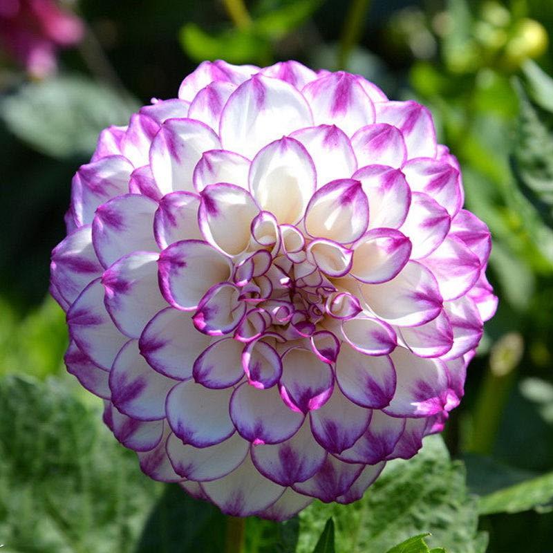 SG Stock 🍁50pack Imported Easy To Grow Perennial Sunflower Seeds Balcony Potted Garden Flowers🌹 4