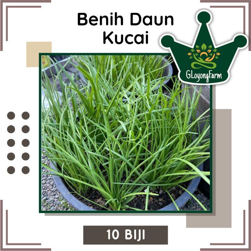 Benih Daun Kucai Hibrida Known You Seed - Benih Sayuran Gloyong Farm 6