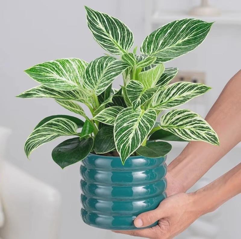 Product Introduction of Tanaman Hias Philodendron Birkin - Dekorasi Ruangan Alami - tanaman artificial 4