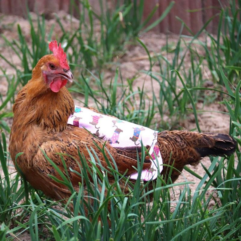 Product Introduction of Waterproof funny pet products hen feather protective cover 13