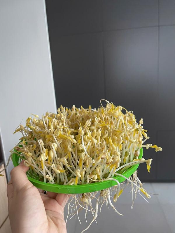 Đậu xanh nguyên hạt 1kg - Hạt thuần chủng, nảy mầm cao, an toàn cho sức khỏe 4