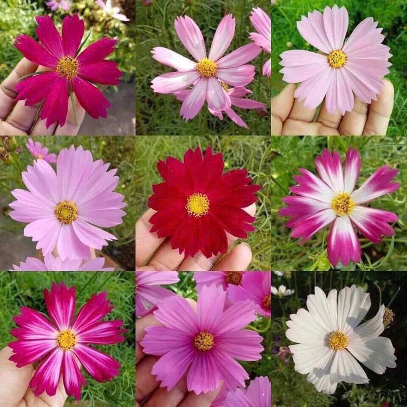    1 Lạng   Hạt Giống Hoa Sao Nhái Cánh Bướm Mix Đủ Màu- Dễ trồng,nhanh ra hoa 