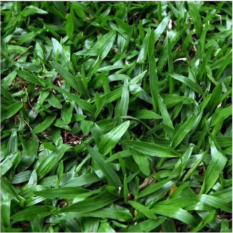 Hạt giống cỏ lá Gừng (cỏ lá Tre) - Gói 100 Hạt 2