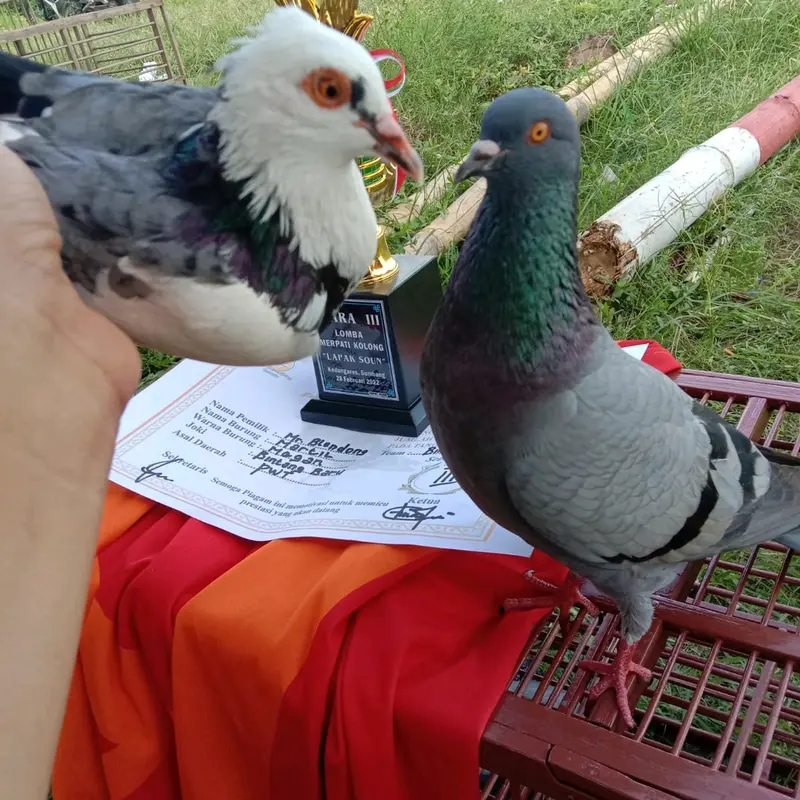 Jamu merpati Giring Super Keket Untuk Segala Jenis Merpati 2