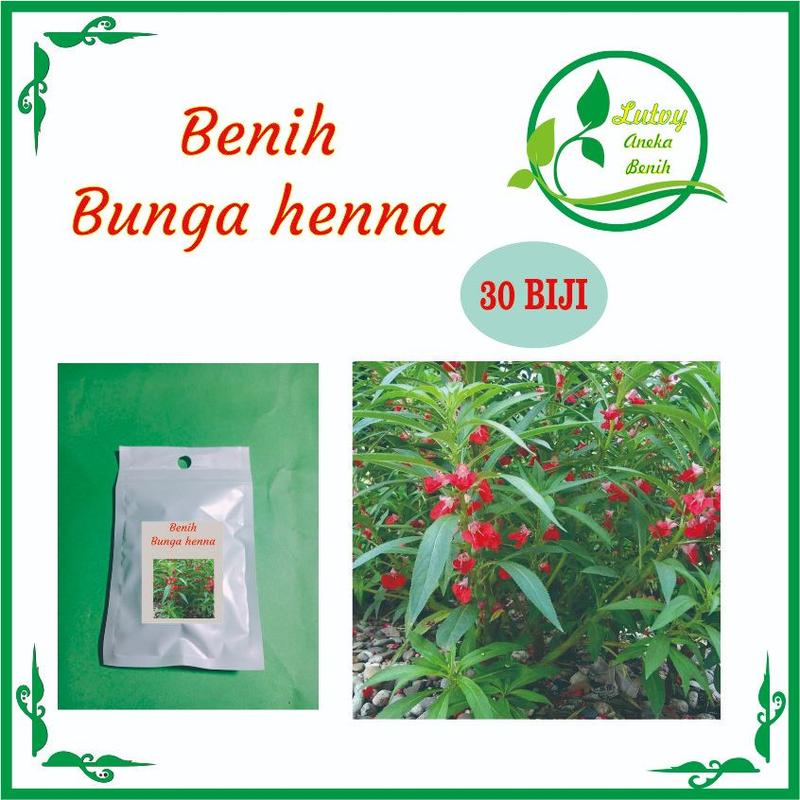 BENIH BUNGA HENNA ISI 30 BIJI -Rosebunga 2