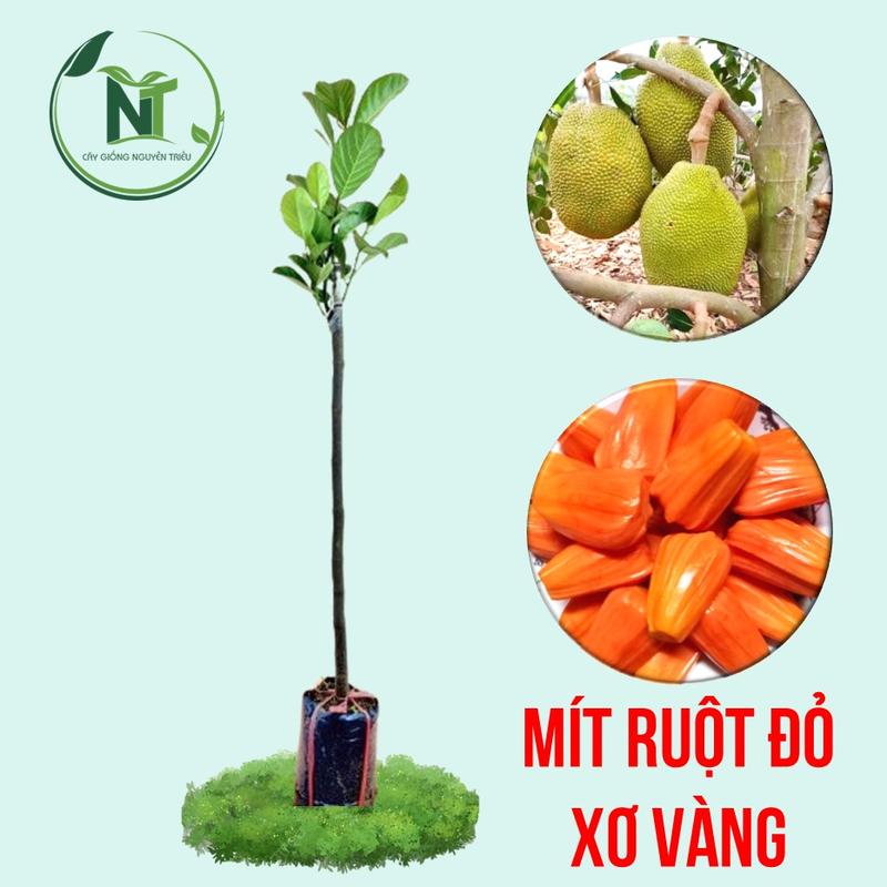   Hàng Mới Về  Cây Giống Mít Indo Ruột Đỏ Xơ Vàng – Cây Ghép – Trái Ngọt – Cho Trái Nhanh 