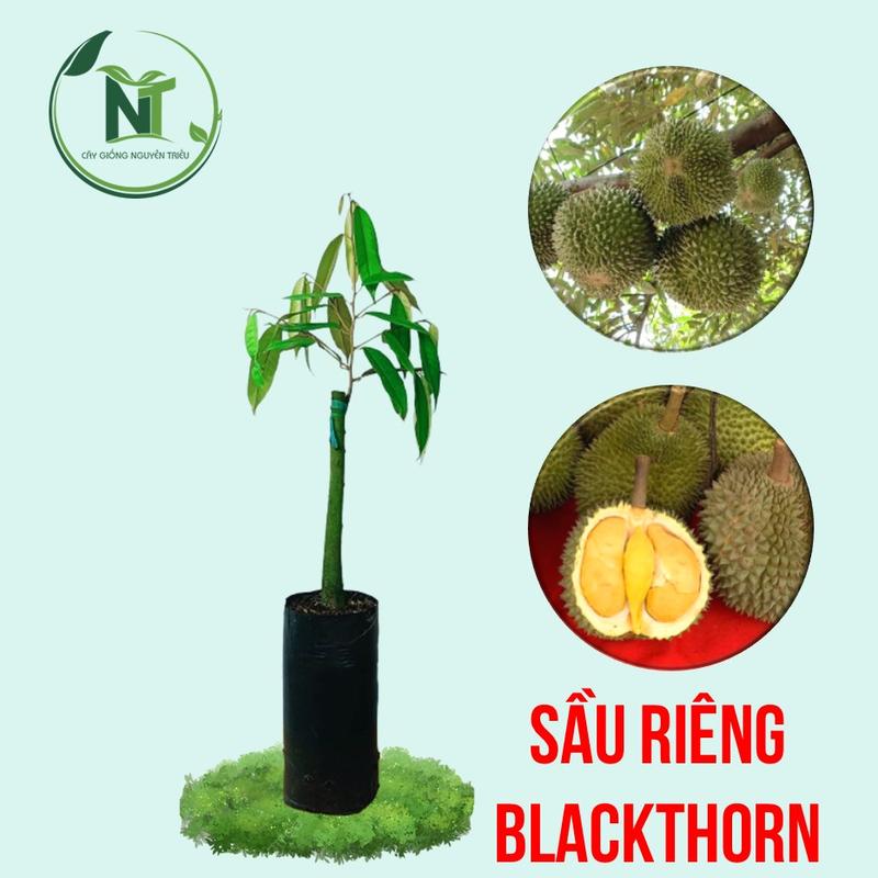 Cây giống Sầu riêng Blackthon D200 - Phát Triển Nhanh hạt