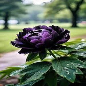 100 piezas Semillas de Peonía Púrpura Dorada Variedad Exclusiva Única Pétalos Profundos con Reflejos Dorados Flor Doble Grande Planta Perenne Ideal para Jardinería Avanzada