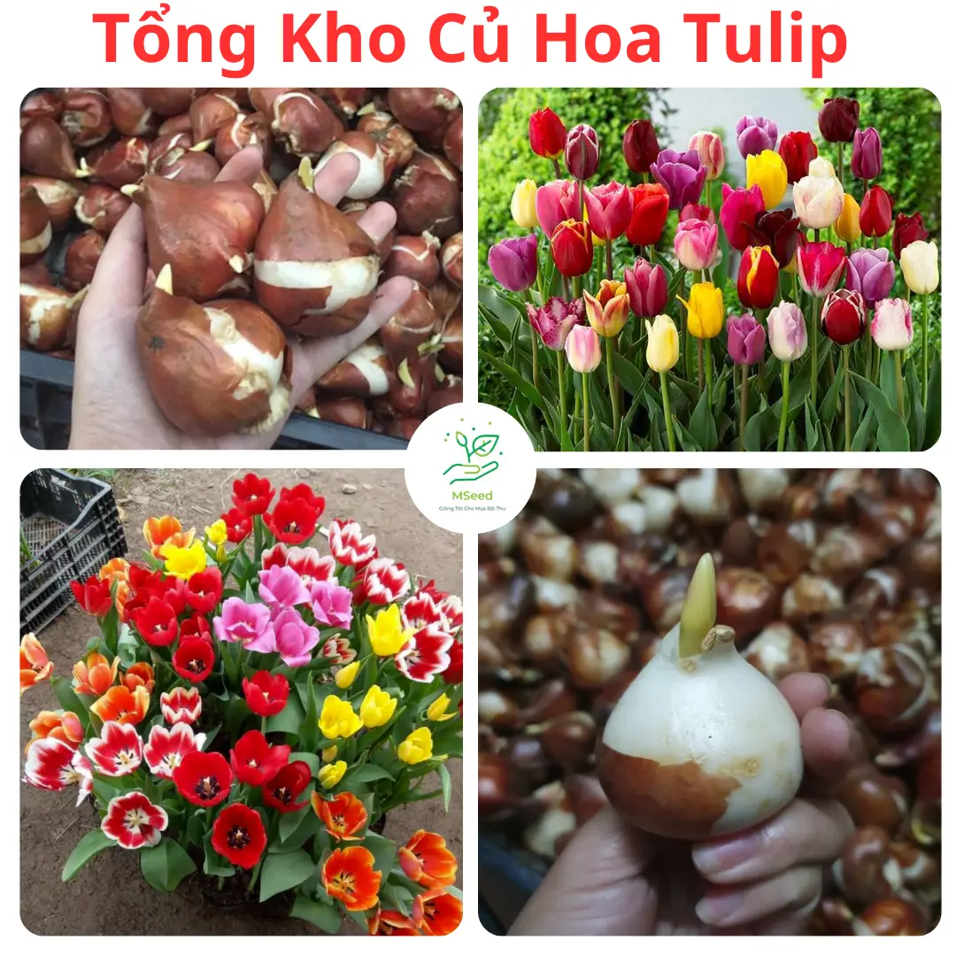 [Củ To+ Khỏe Đẹp] Củ Hoa Tulip Bông To Đủ Màu Sắc, Nhập Khẩu Hà Lan - MSeed