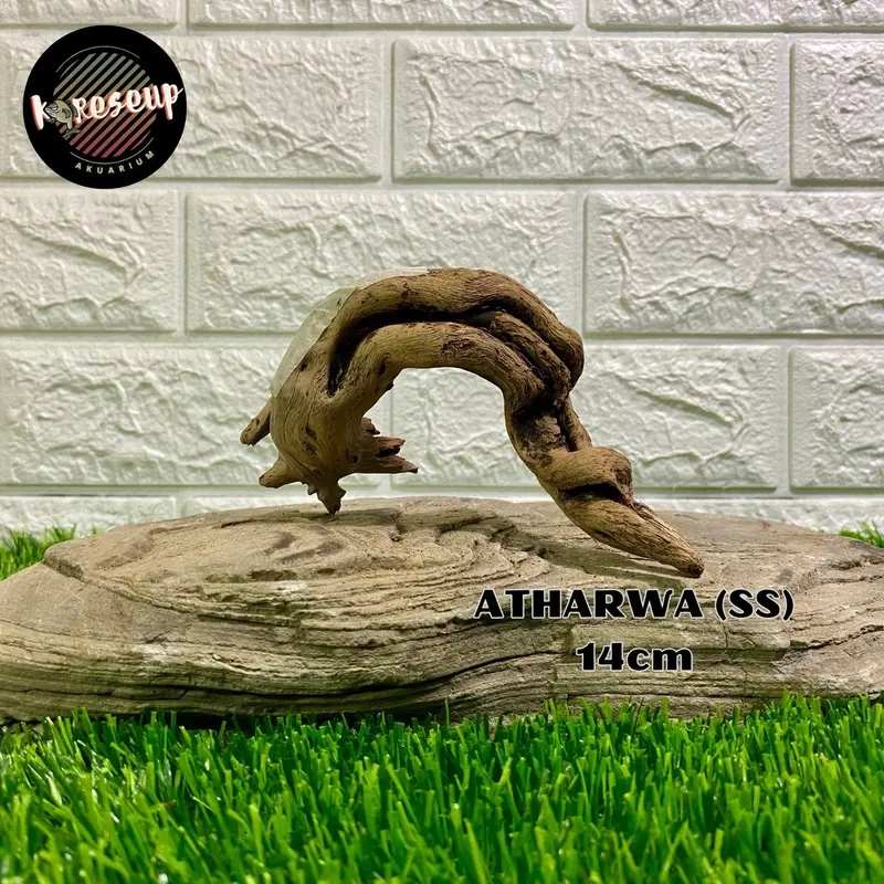 AKAR AQUASCAPE SANTIGI LAUT TENGGELAM RANDOM (size SS) untuk hiasan Aquarium 30cm 8