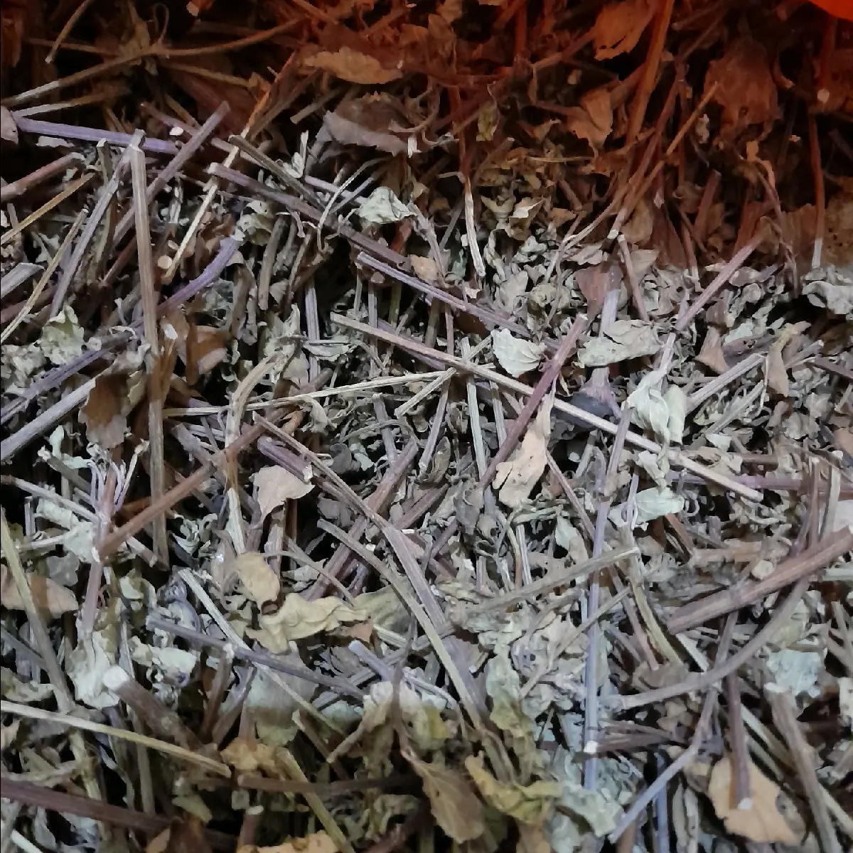 Daun kumis kucing murah rempah herbal