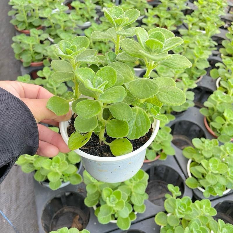 Cây Sen Thơm Nhất Mạc Hương - Cây Mang Hương Thơm Bạc Hà Dễ Chịu - Xua Đuổi Muỗi 3