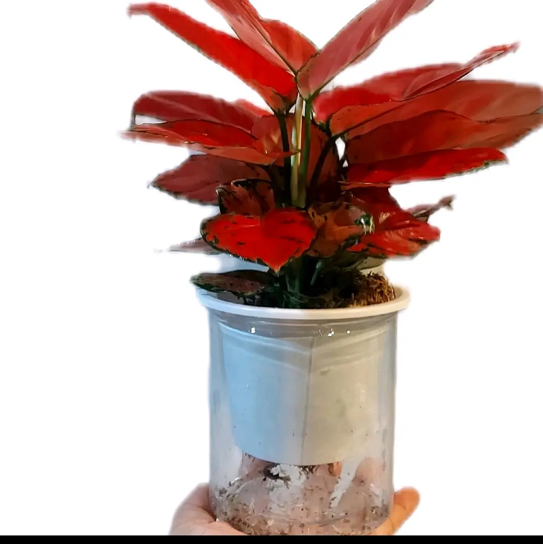 Cây Vạn Lộc đỏ ( combo 2 thân/ chậu ) , cây trồng trong nhà, cây để thần tài