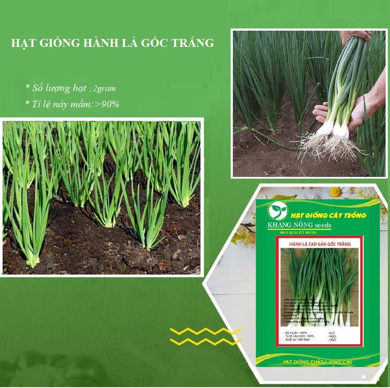 Hạt giống Hành lá cao sản gốc trắng - 1 gói 2gram