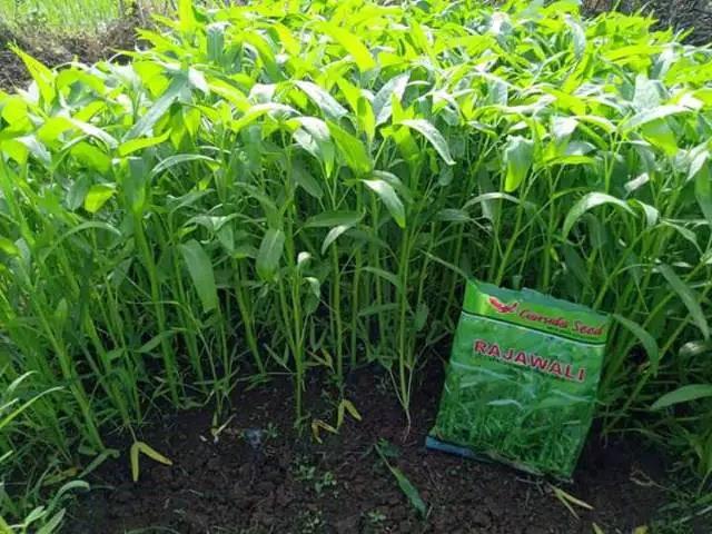 1000 Butir - Benih Kangkung RAJAWALI Garuda Seed Bibit Sayuran Tanaman Daun Lebar 3