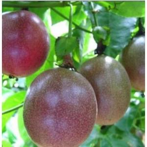 (C20) Cây Giống Chanh Leo Tím Giống Cây Phát Triển Nhanh Cho Quả Sớm Năng Suất Cao 5