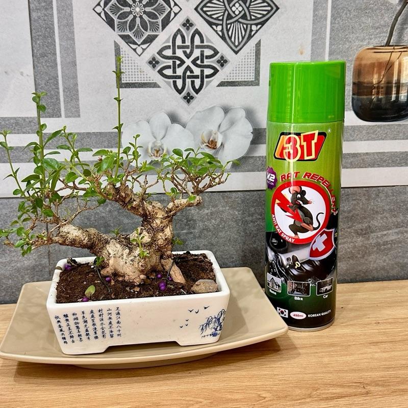 Chai xịt đuổi chuột sinh học 3T 450ml, thành phần từ thiên nhiên đuổi sạch chuột &côn trùng các loại 7